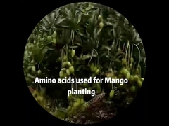Fertilizante en polvo para árboles frutales con manganeso quelatado y aminoácidos