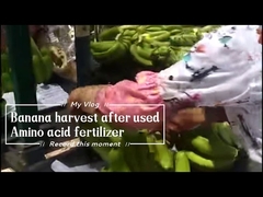 Fertilizante de Quelato de Aminoácidos de Calcio Soluble en Agua 15% para Banano