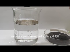 Aminoácidos mezclados con algas marinas y compuestos de ácido húmico como fertilizantes para la irrigación y la fumigación de hojas