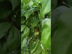 Hi Nitrógeno Líquido Aminoácidos Fertilizantes para plantas Sistema de riego de apoyo