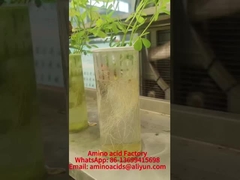 Minerales quelados de aminoácidos de manganeso promueven la absorción de fósforo