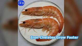 Los quelatos de aminoácidos de hierro para piensos estimulan el crecimiento animal