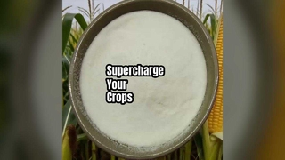 Aumente el rendimiento de los cultivos en polvo de aminoácidos al 80%