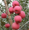 El fertilizante de potasio mejora la coloración roja de la acumulación de antocianina de las frutas de manzanas